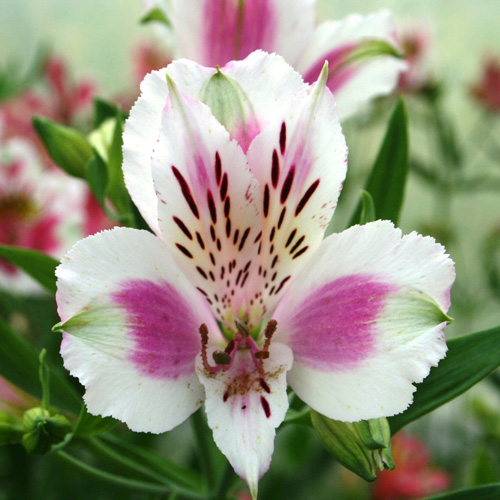 ALSTROEMERIA 'Fougeré' ALSTROEMERIA 'Fougeré'