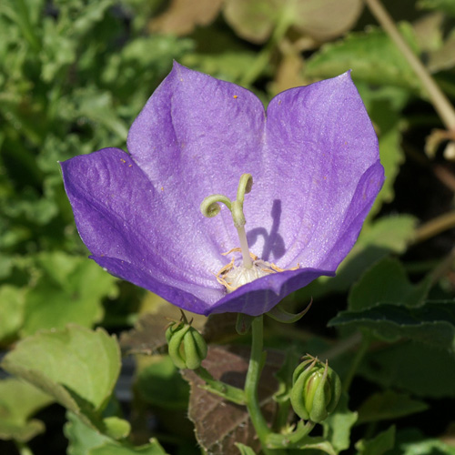 CAMPANULA carpatica CAMPANULA carpatica
