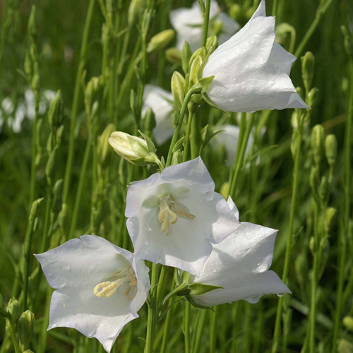 CAMPANULA persicifolia 'Alba' CAMPANULA persicifolia 'Alba'