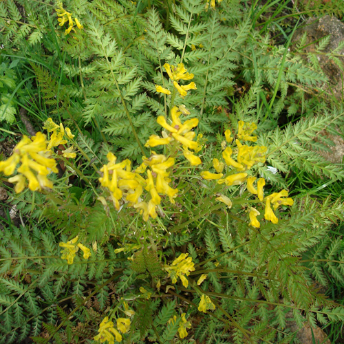 CORYDALIS cheilanthifolia CORYDALIS cheilanthifolia
