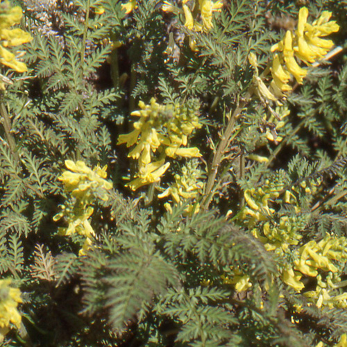 CORYDALIS cheilanthifolia CORYDALIS cheilanthifolia
