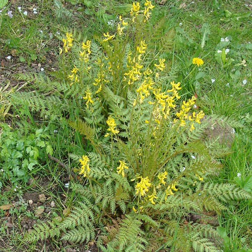 CORYDALIS cheilanthifolia CORYDALIS cheilanthifolia