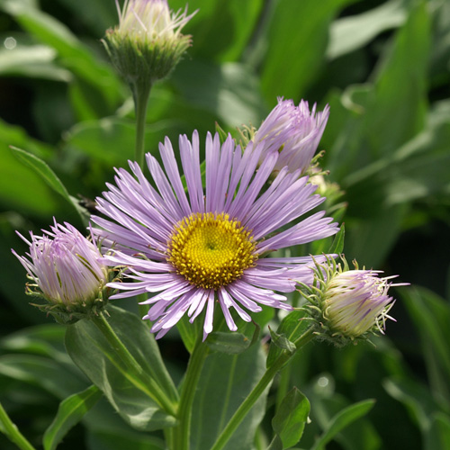 ERIGERON 'Sincerity' ERIGERON 'Sincerity'