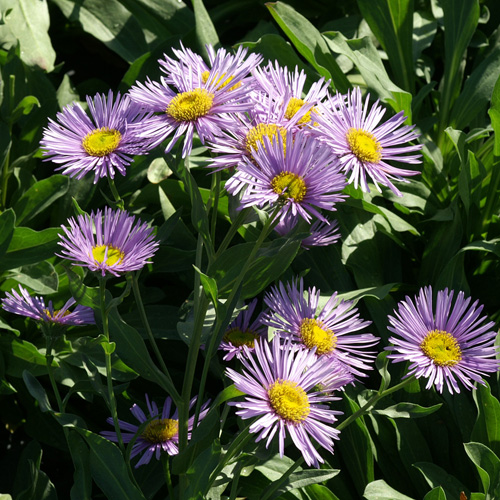 ERIGERON 'Sincerity' ERIGERON 'Sincerity'
