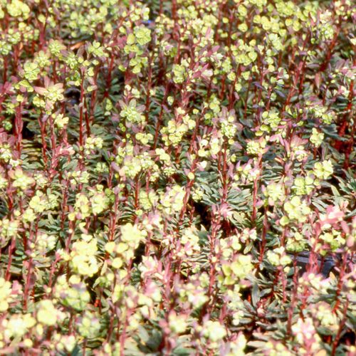 EUPHORBIA amygdaloides 'Purpurea' EUPHORBIA amygdaloides 'Purpurea'