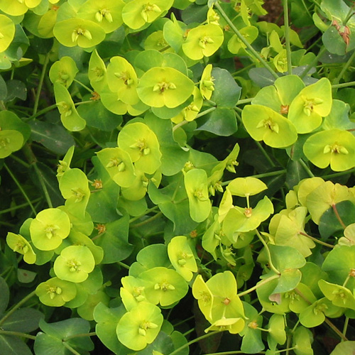 EUPHORBIA amygdaloides 'Purpurea' EUPHORBIA amygdaloides 'Purpurea'