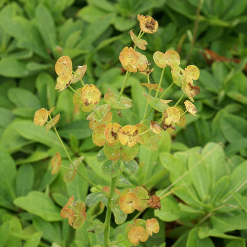 EUPHORBIA amygdaloides var. robbiae EUPHORBIA amygdaloides var. robbiae