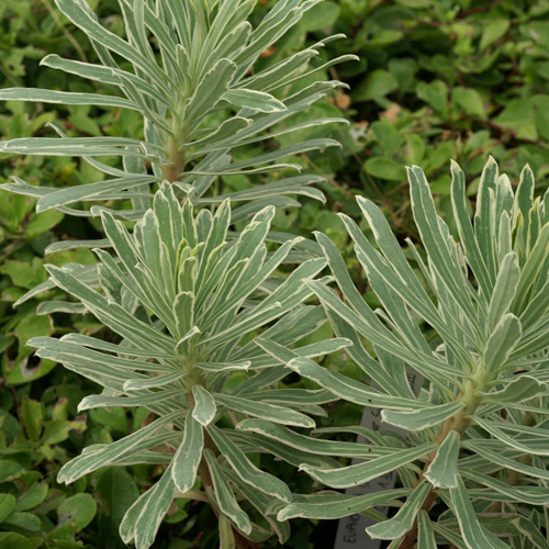 EUPHORBIA characias 'Silver Swam' ® EUPHORBIA characias 'Silver Swam' ®