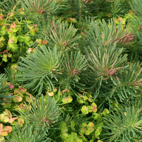EUPHORBIA cyparissias 'Clarice Howard' EUPHORBIA cyparissias 'Clarice Howard'