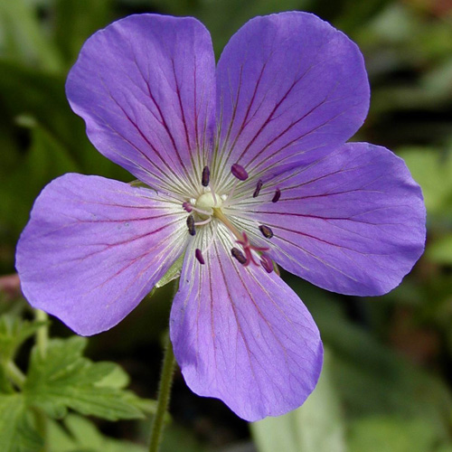 GERANIUM 'Johnson's Blue' GERANIUM 'Johnson's Blue'