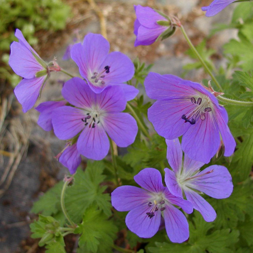GERANIUM 'Johnson's Blue' GERANIUM 'Johnson's Blue'