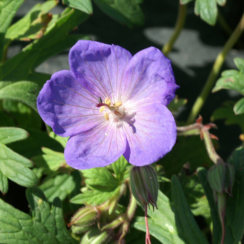 GERANIUM 'Johnson's Blue' GERANIUM 'Johnson's Blue'