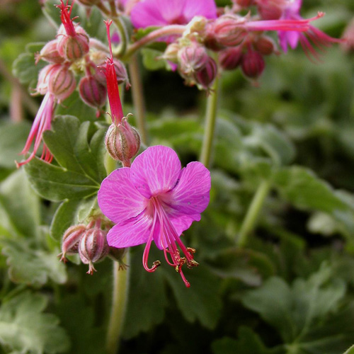 GERANIUM macrorrhizum 'Ingwersen's Variety' GERANIUM macrorrhizum 'Ingwersen's Variety'