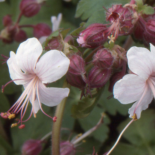 GERANIUM macrorrhizum 'Spessart' GERANIUM macrorrhizum 'Spessart'