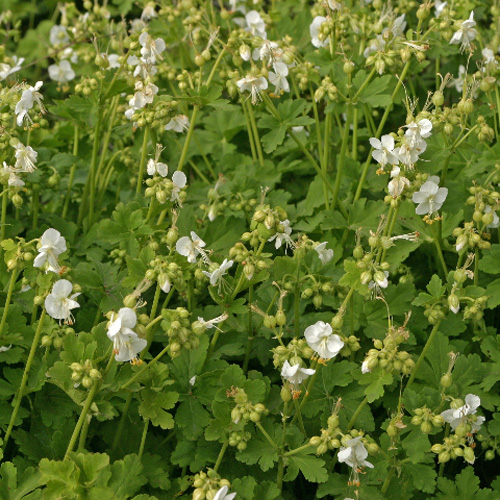 GERANIUM macrorrhizum 'White Ness' GERANIUM macrorrhizum 'White Ness'