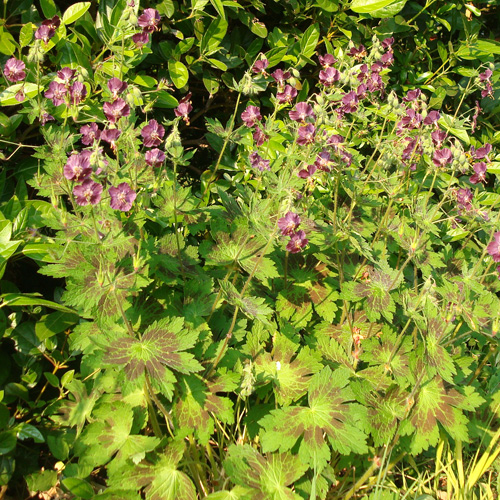 GERANIUM phaeum 'Samobor' GERANIUM phaeum 'Samobor'