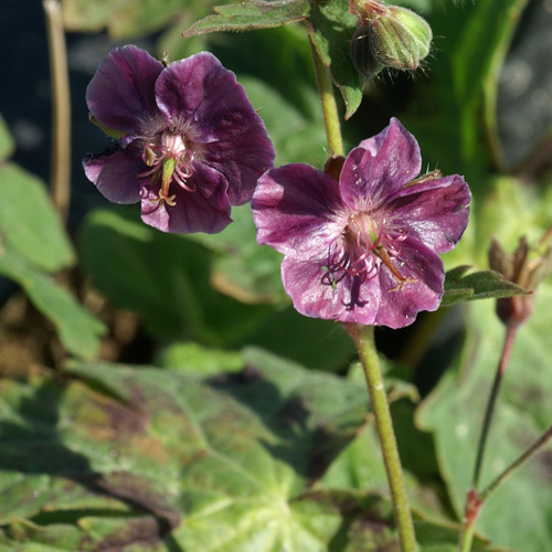 GERANIUM phaeum 'Samobor' GERANIUM phaeum 'Samobor'
