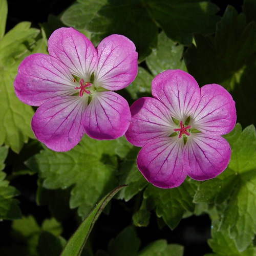 GERANIUM riversleaianum 'Mavis Simpson' GERANIUM riversleaianum 'Mavis Simpson'