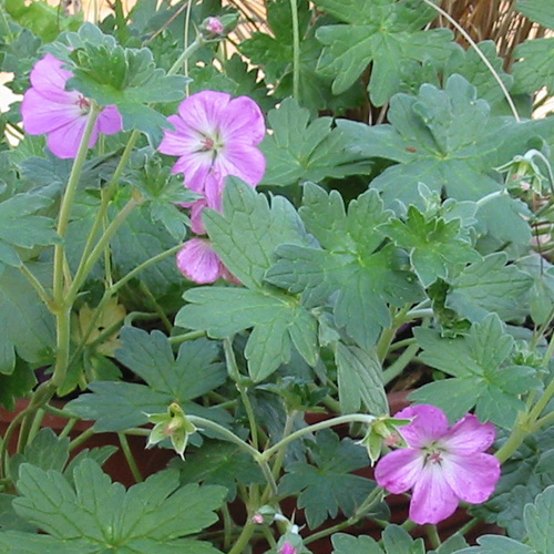 GERANIUM riversleaianum 'Mavis Simpson' GERANIUM riversleaianum 'Mavis Simpson'