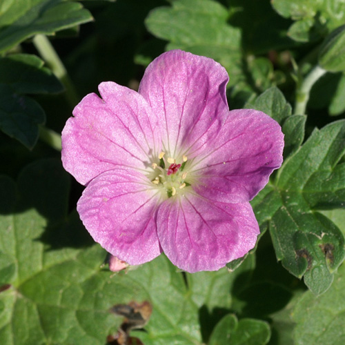 GERANIUM riversleaianum 'Mavis Simpson' GERANIUM riversleaianum 'Mavis Simpson'