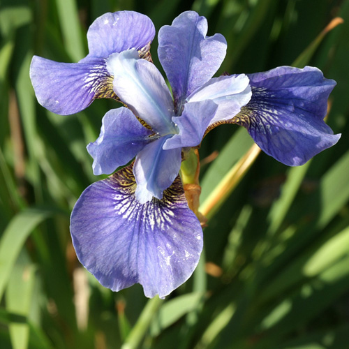 IRIS sibirica 'Blue Moon' IRIS sibirica 'Blue Moon'