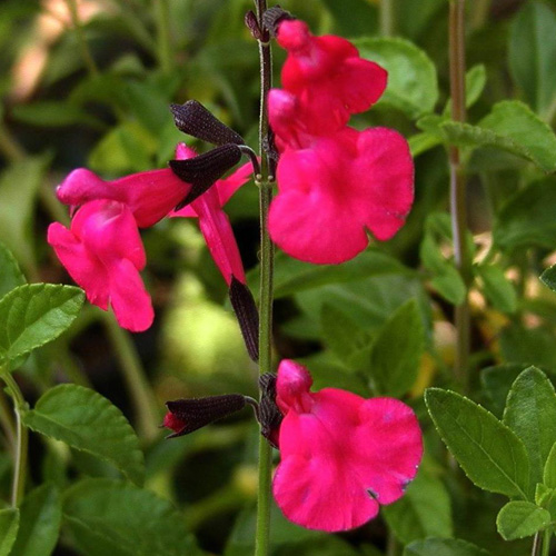 SALVIA microphylla (grahamii) SALVIA microphylla (grahamii)