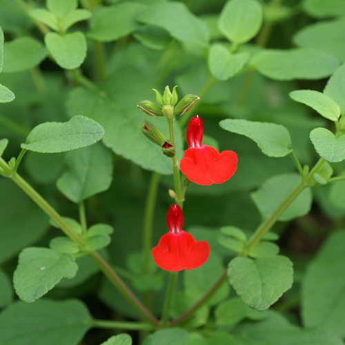 SALVIA microphylla (grahamii) SALVIA microphylla (grahamii)