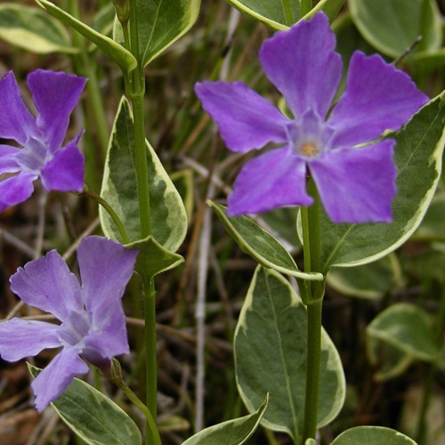VINCA major 'Variegata' VINCA major 'Variegata'