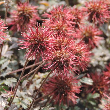 ACAENA microphylla 'Kupferteppich'