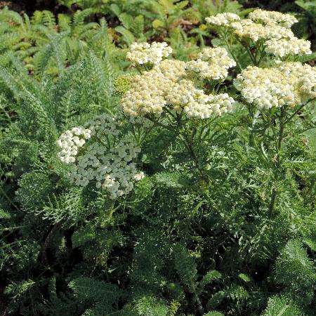 ACHILLEA crithmifolia