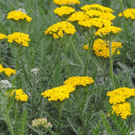 ACHILLEA millefolium 'Little Moonshine' ®
