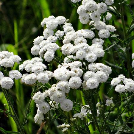 ACHILLEA ptarmica 'Noblessa'