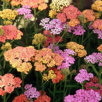 ACHILLEA 'Summer Pastels'