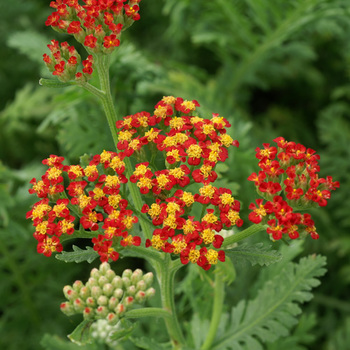 ACHILLEA 'Walther Funcke'