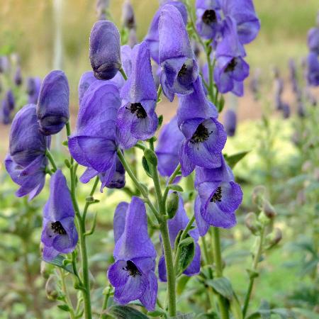 ACONITUM