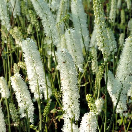 ACTAEA simplex 'White Pearl' (Cimicifuga)