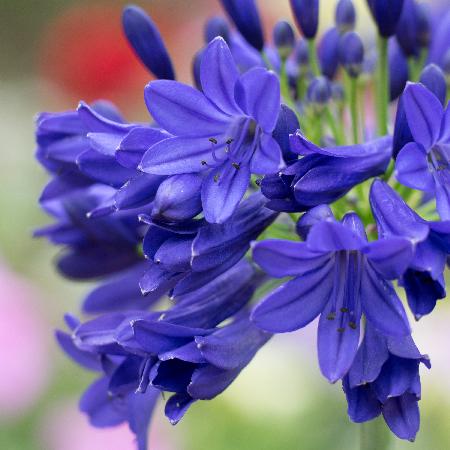 AGAPANTHUS 'Flower of Love'