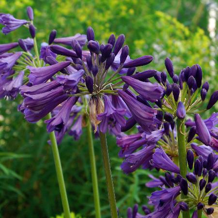 AGAPANTHUS 'Poppin' Purple' ®