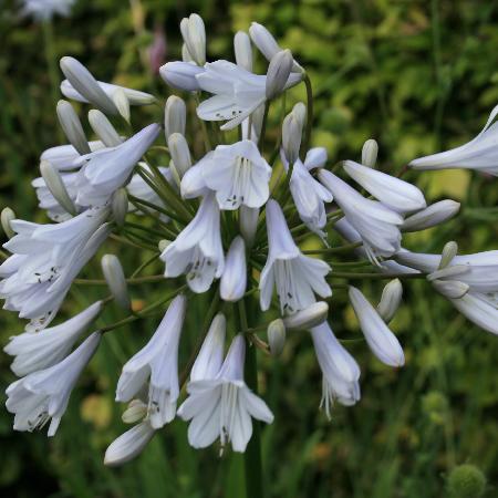 AGAPANTHUS 'Windsor Grey'