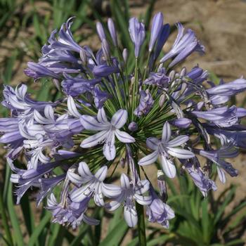 AGAPANTHUS campanulatus