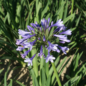 AGAPANTHUS 'Columba'