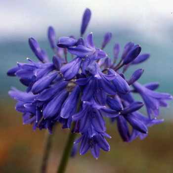 AGAPANTHUS 'Cobalt Blue'