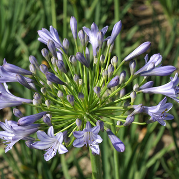 AGAPANTHUS 'Donau'