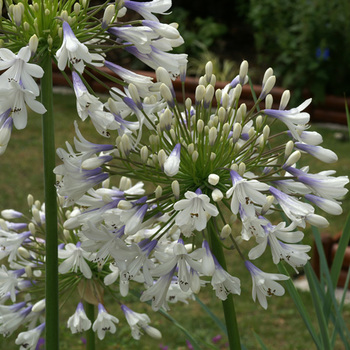 AGAPANTHUS 'Enigma'