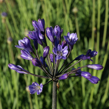 AGAPANTHUS 'Intermedius'