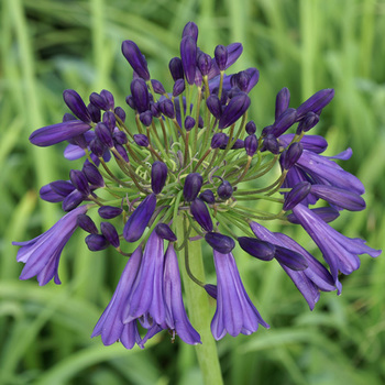 AGAPANTHUS 'Purple Cloud'