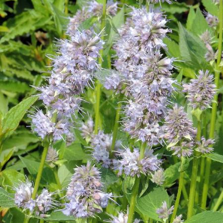 AGASTACHE 'Blue Fortune'