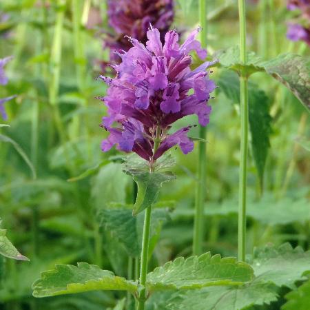 AGASTACHE 'Globetrotter'