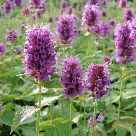 AGASTACHE 'Globetrotter'