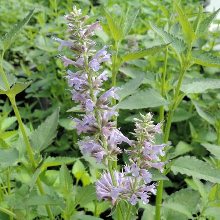 AGASTACHE 'Serpentine'